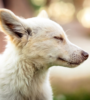 ¡Feliz 28 de mayo! Día Internacional del perro sin raza