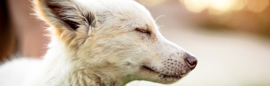 ¡Feliz 28 de mayo! Día Internacional del perro sin raza