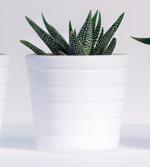 Imagen de una planta con maceta de color blanco
