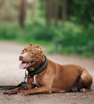 ¿El seguro de responsabilidad civil de perros cubre mordeduras?