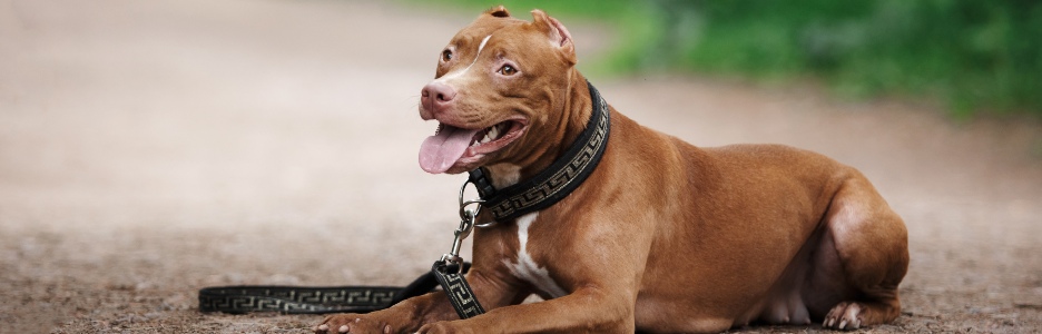 Imagen de un perro potencialmente peligroso