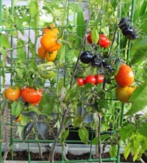 Imagen de un huerto urbano