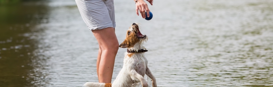Imagen de persona jugando con su perro