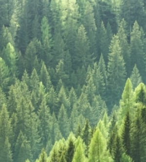 Imagen de arboles en un bosque