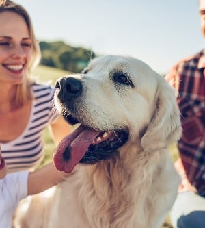 Imagen de una hermosa familia feliz es divertirse con golden retriever al aire libre. La madre, el padre y la hija están sentándose con el labrador del perro en hierba verde en parque.
