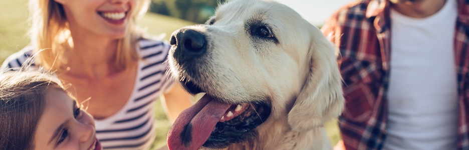 Imagen de una hermosa familia feliz es divertirse con golden retriever al aire libre. La madre, el padre y la hija están sentándose con el labrador del perro en hierba verde en parque.