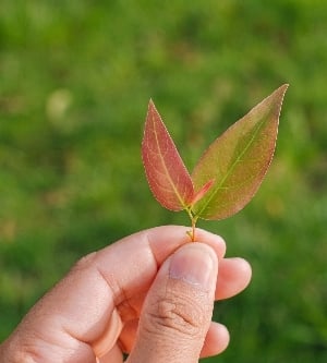 Imagen de la naturaleza de la hoja verde superior del árbol en el jardín en verano bajo la luz del sol. paisaje de plantas verdes naturales utilizando como fondo azul o papel tapiz