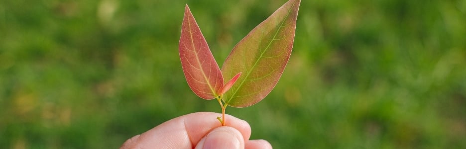 Imagen de la naturaleza de la hoja verde superior del árbol en el jardín en verano bajo la luz del sol. paisaje de plantas verdes naturales utilizando como fondo azul o papel tapiz