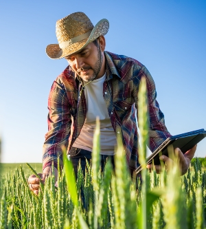 Imagen de un hombre cultivando cebada en su tierra y está examinando el progreso de los cultivos