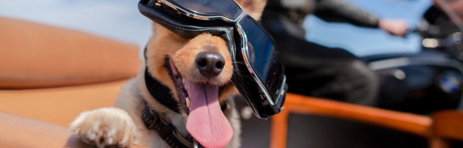 ¿Se pueden llevar perros en moto?