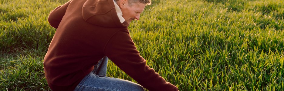 Imagen de plántulas jóvenes de trigo verde en manos de un agricultor de trigo verde orgánico en el campo con agronegocios ligeros al atardecer